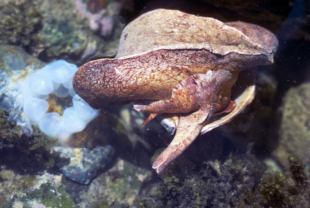 Cymbiola magnifica, Minnie Water, 1978