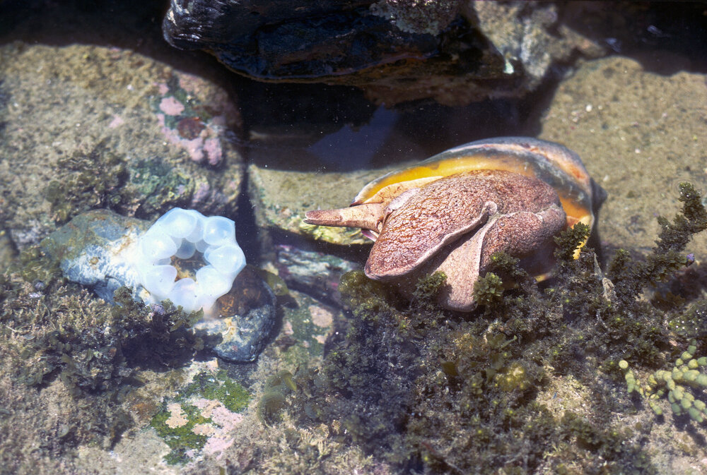 Cymbiola magnifica laying eggs, Minnie Water, 1978
