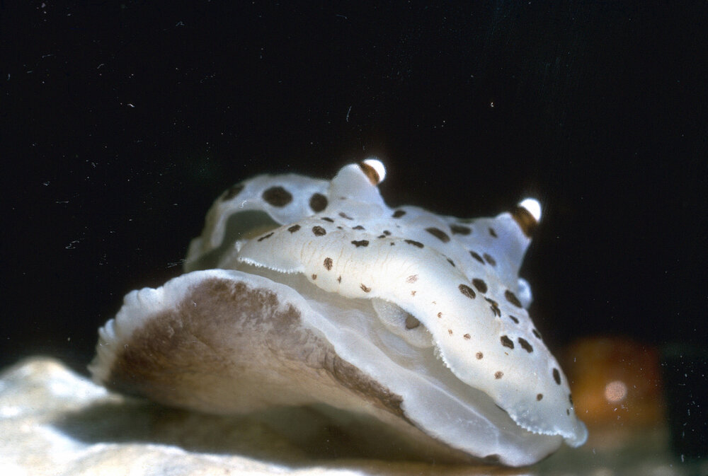 Euselenops luniceps