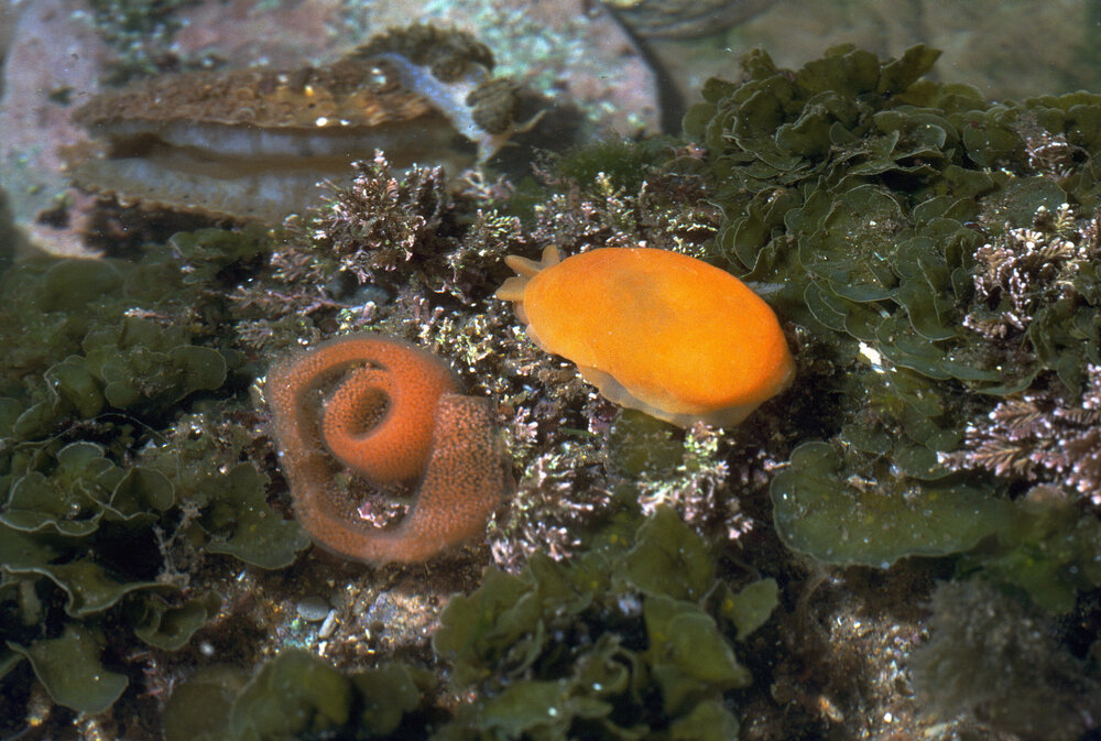 Berthellina citrina and Egg Ribbon, Newport, 1985