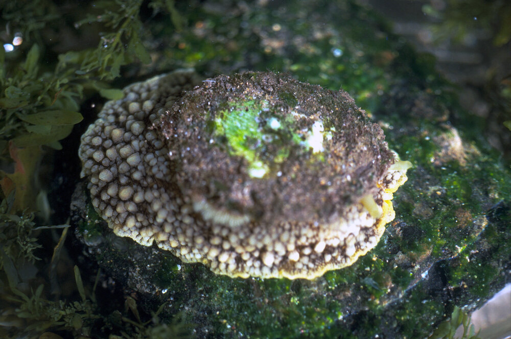 Umbraculum sinicum, Collaroy, 1987