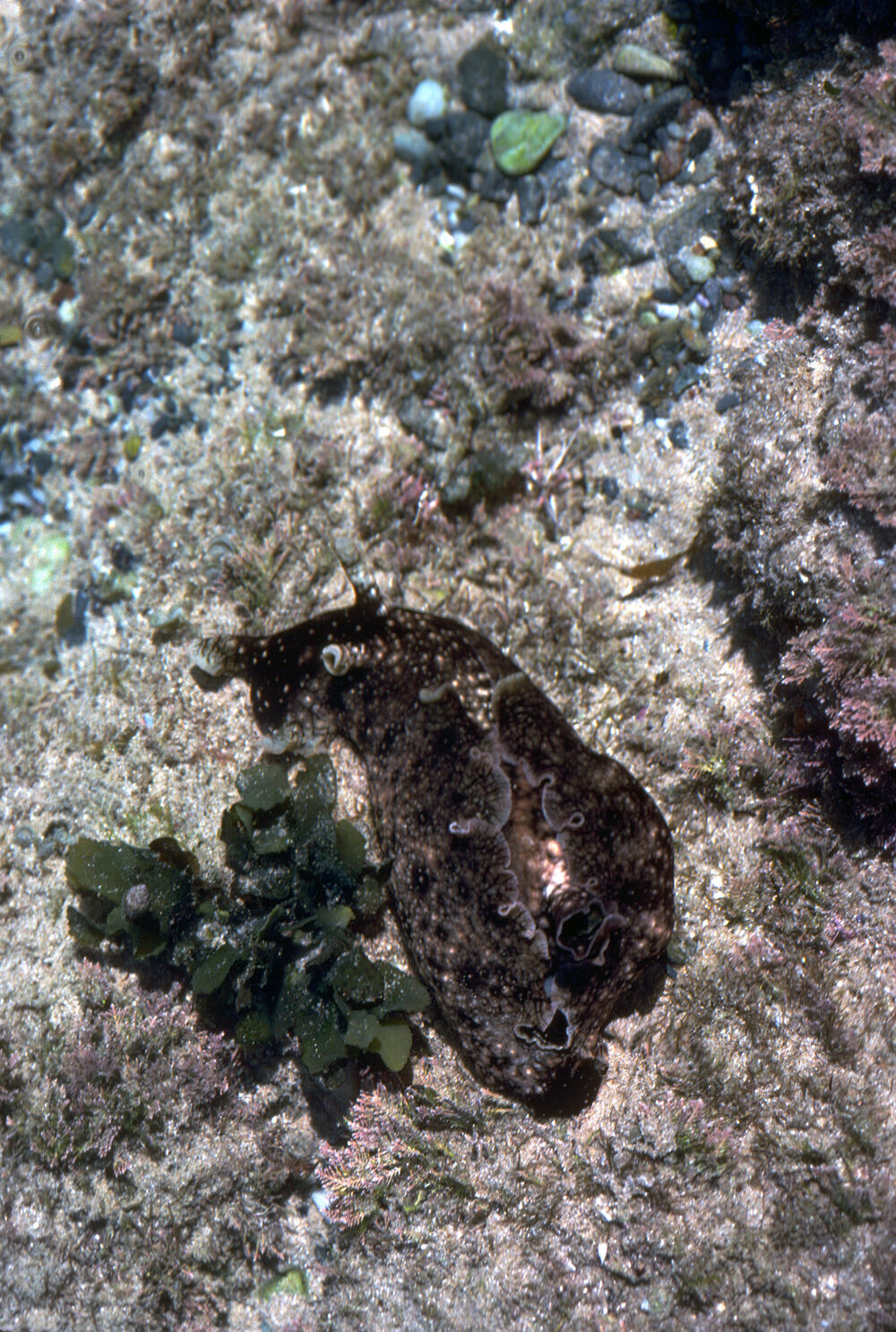 Aplysia dactylomela, Wooli, 1979