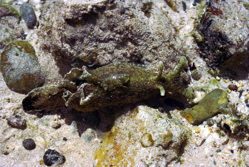 Aplysia dactylomela, 1973