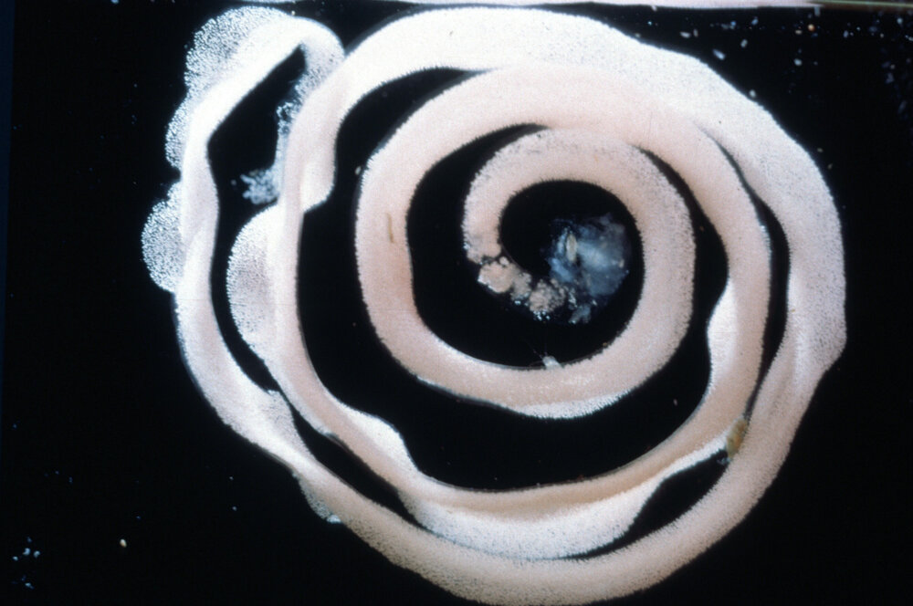 Nudibranch Egg Coil