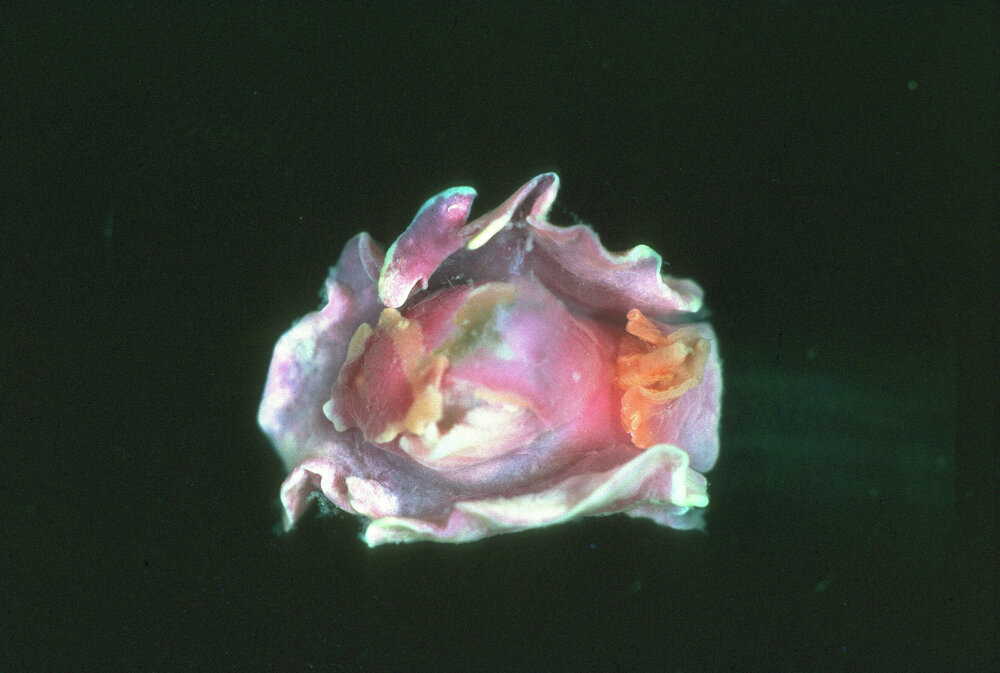 Sagaminopteron ornatum, Heron Island, 1965