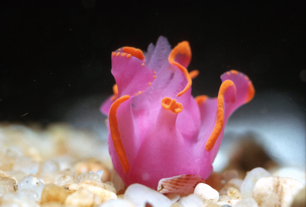 Sagaminopteron ornatum, Heron Island, 1964