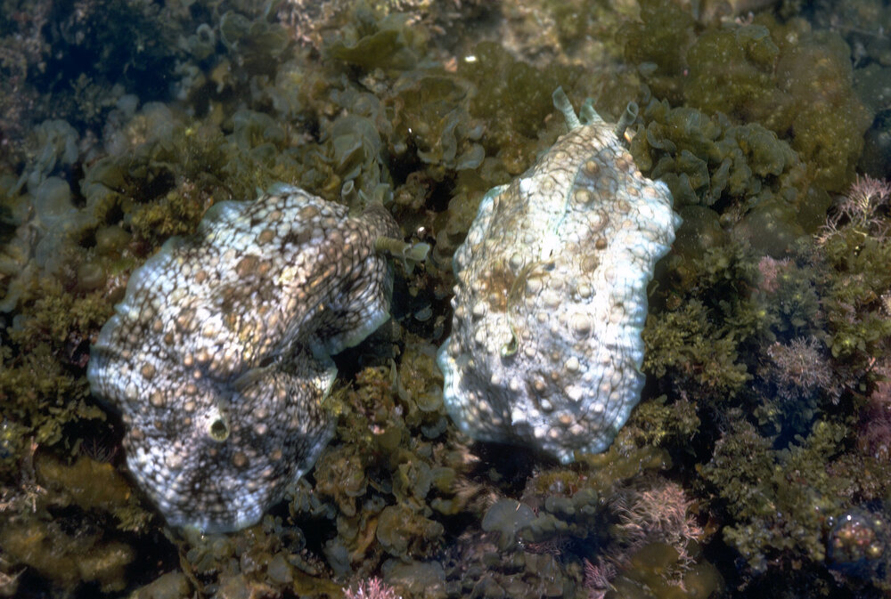 Dolabrifera dolabrifera, Minnie Water, 1979