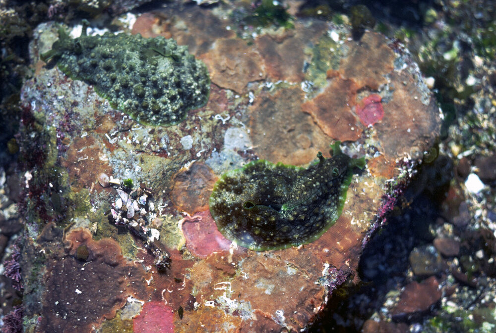 Dolabrifera dolabrifera, Collaroy, 1978