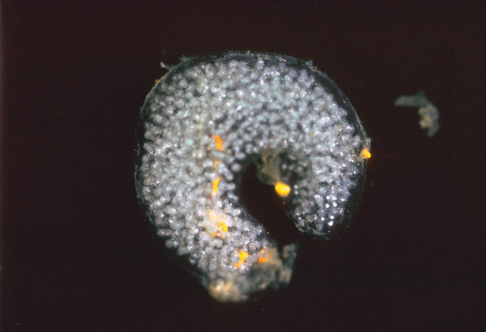 Fiona pinnata Egg Capsules, 1964