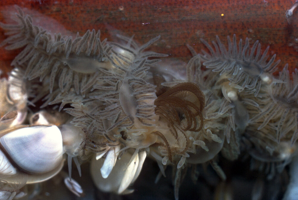 Close up of Fiona pinnata on Lepas, Collaroy, 1964