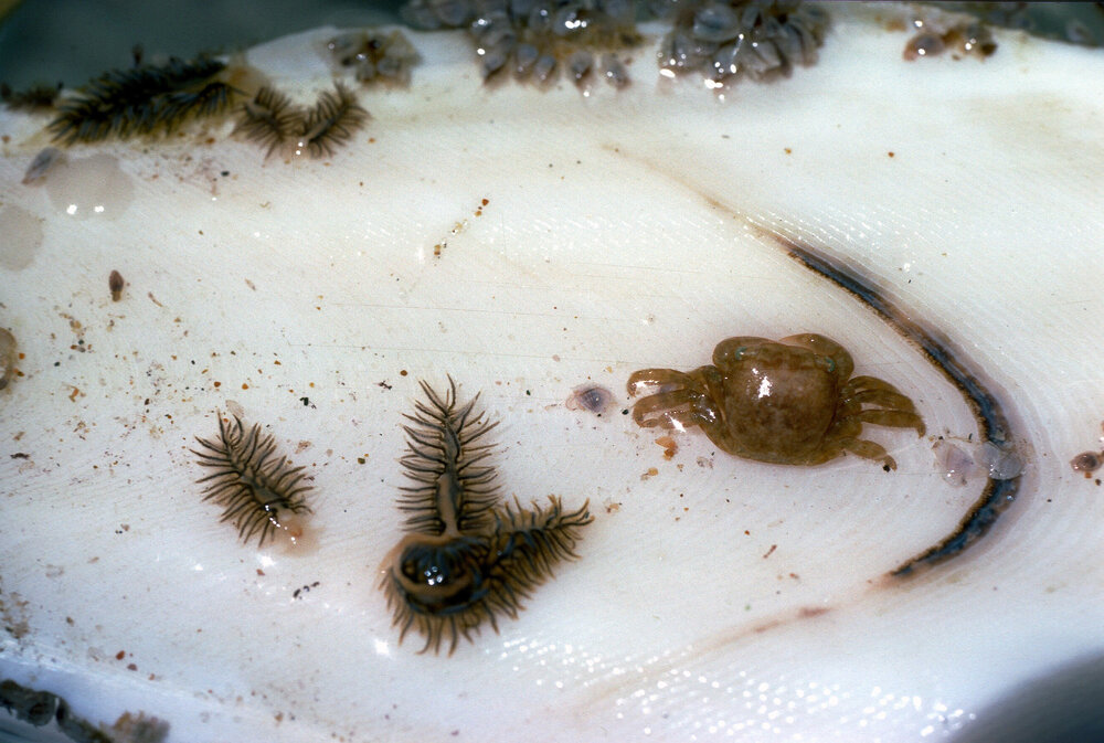Fiona pinnata with Crab on Cuttlebone