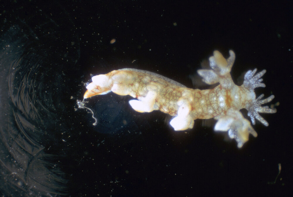 Bornella digitata, 1967