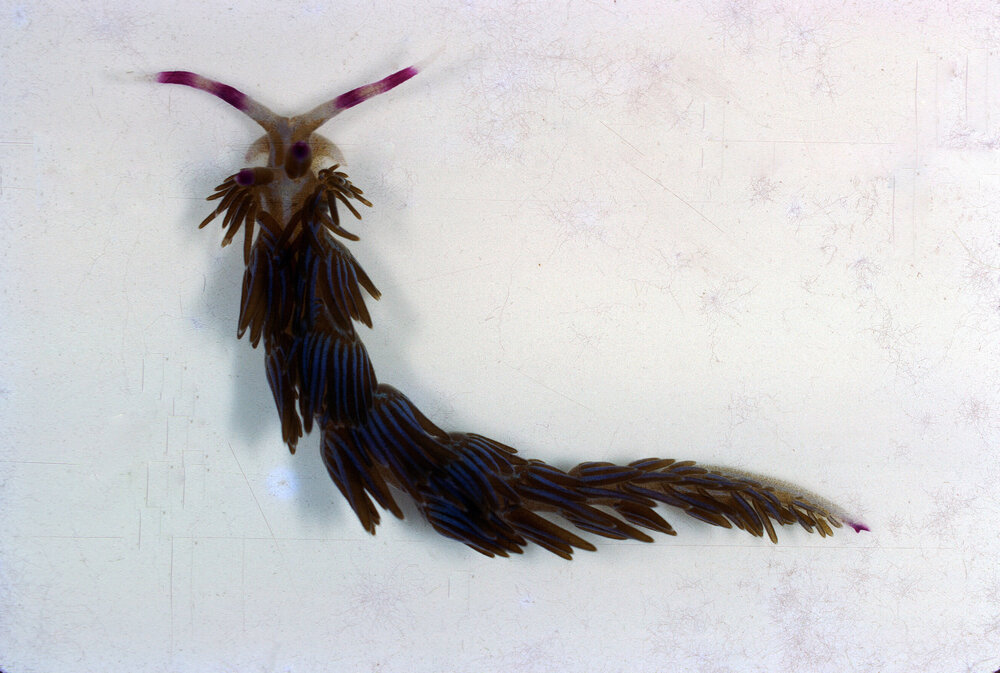 Flabellina species, Fairlight, 1963