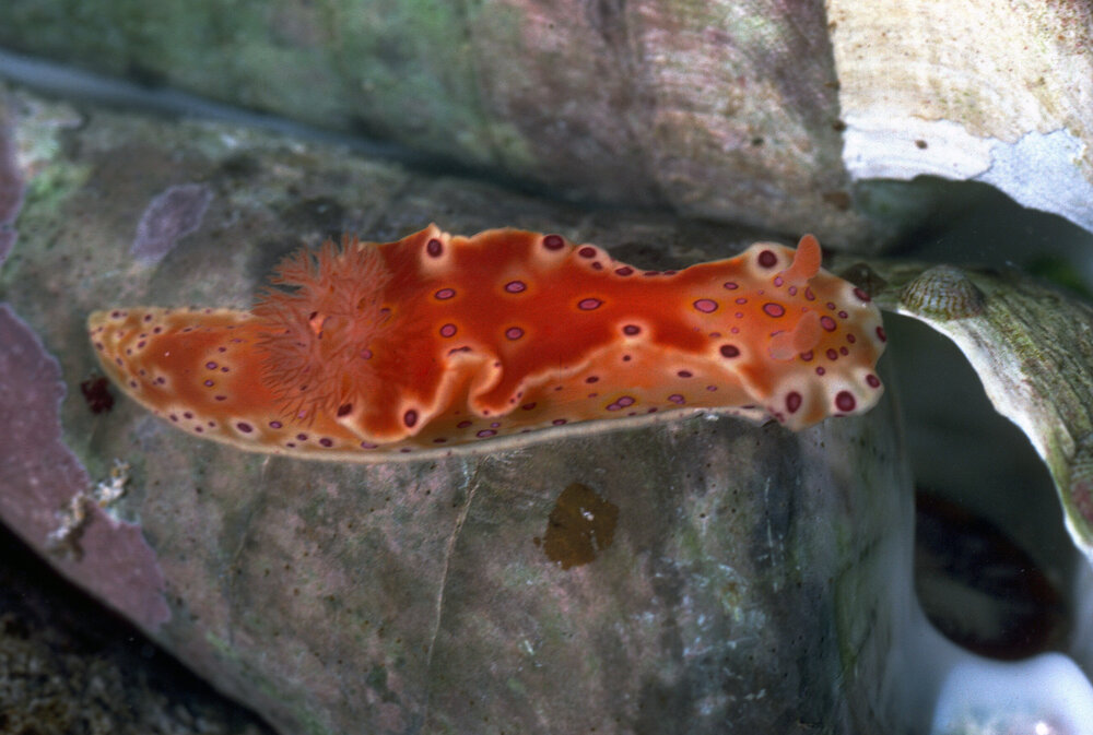 Ceratosoma brevicaudatum, Gracetown, 1986