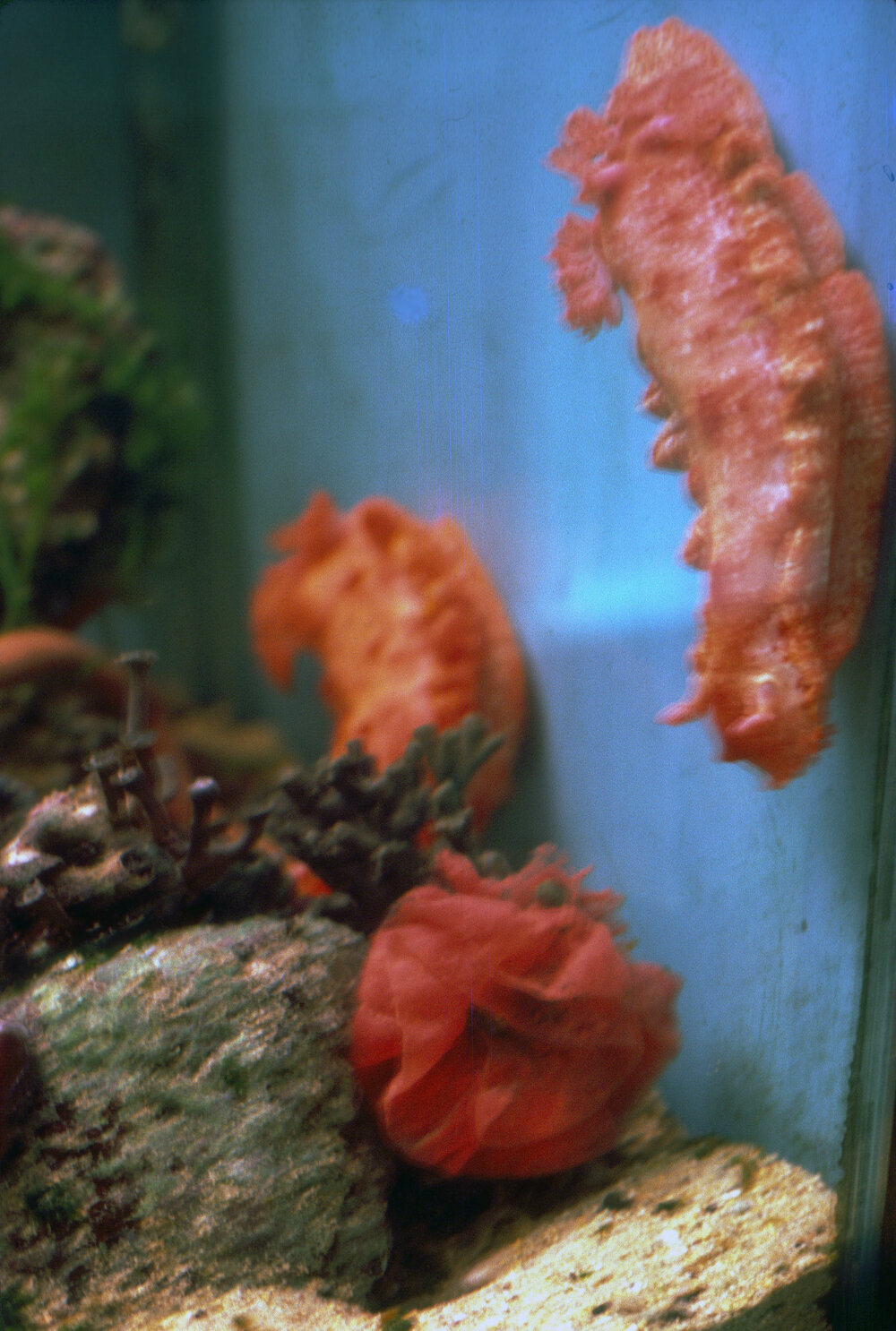Hexabranchus sanguineus and Egg Ribbon, Lord Howe Island, 1983