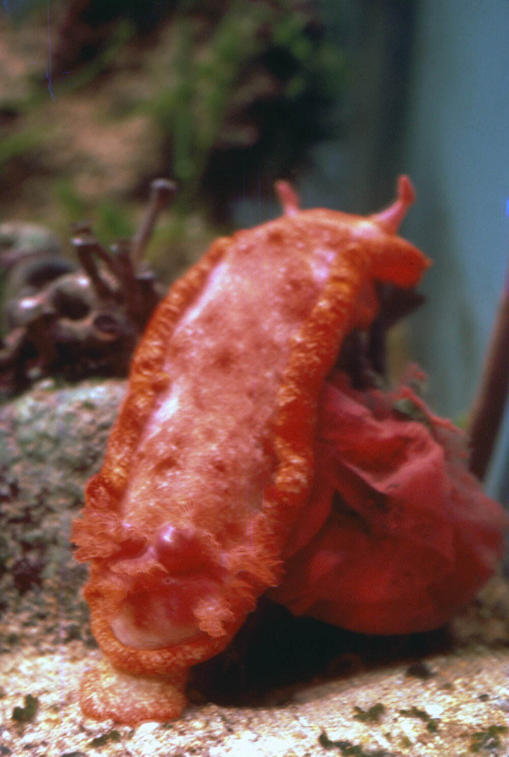 Hexabranchus sanguineus, Lord Howe Island, 1983