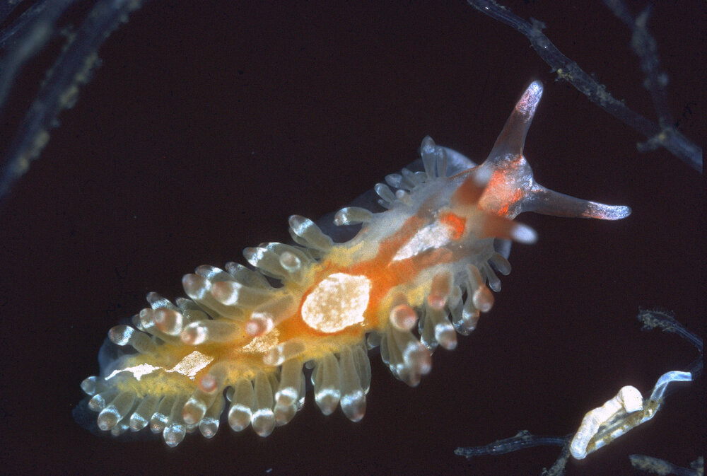Aeolidiella foulisi, Balmain, 1966