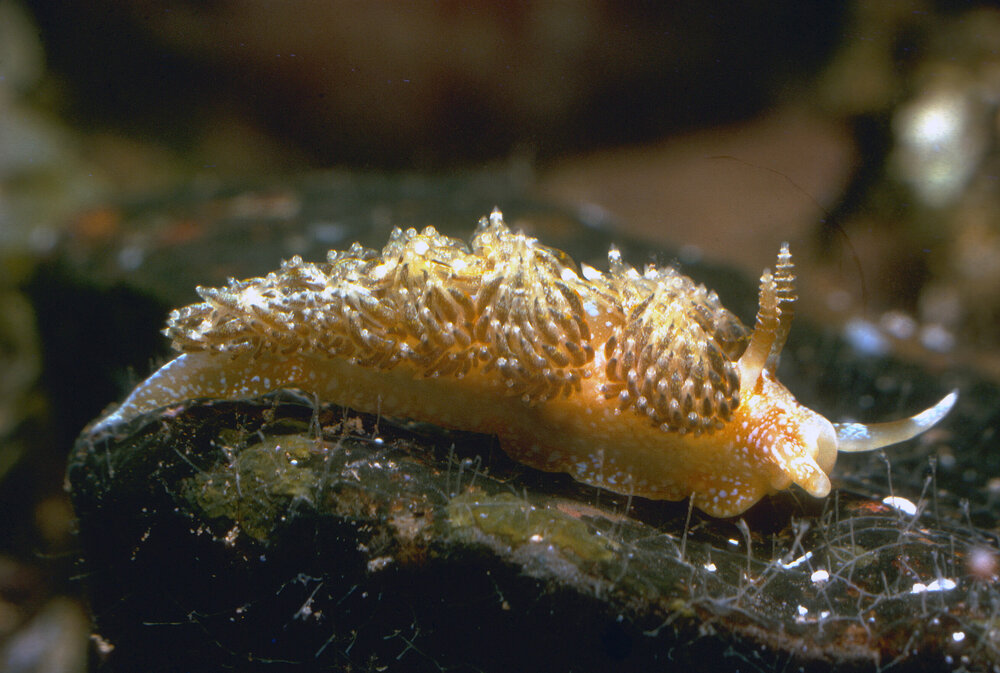 Austraeolis ornata, Collaroy, 1964