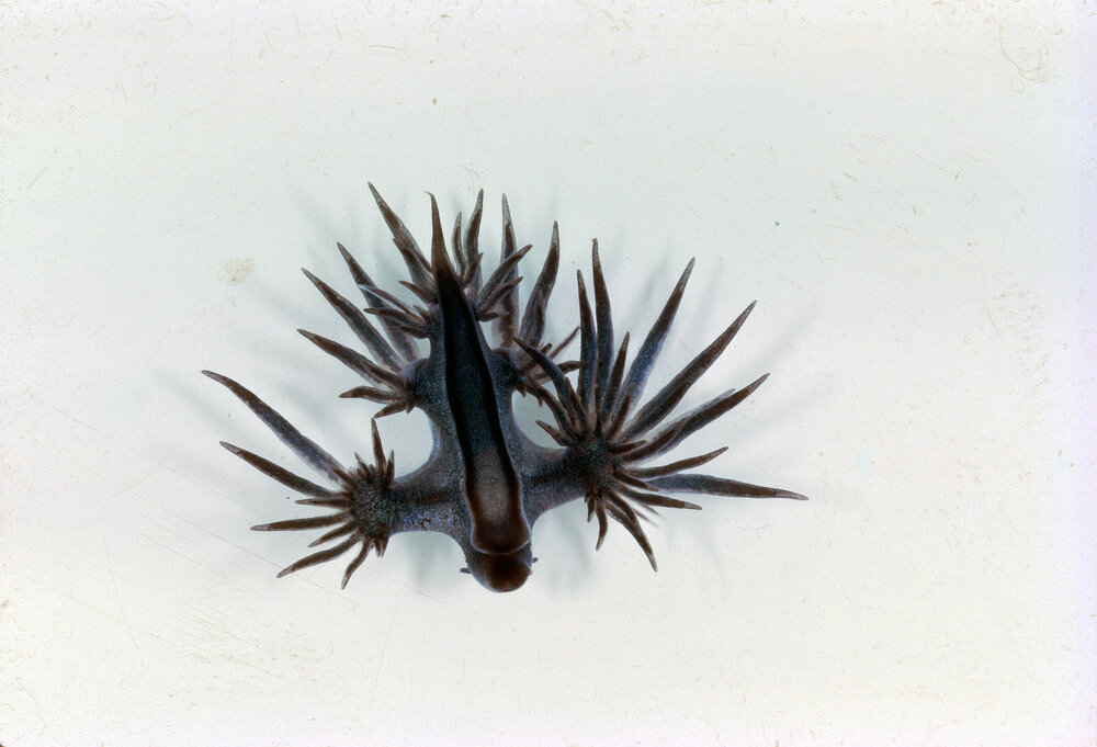 Glaucilla marginata, Sydney, 1963