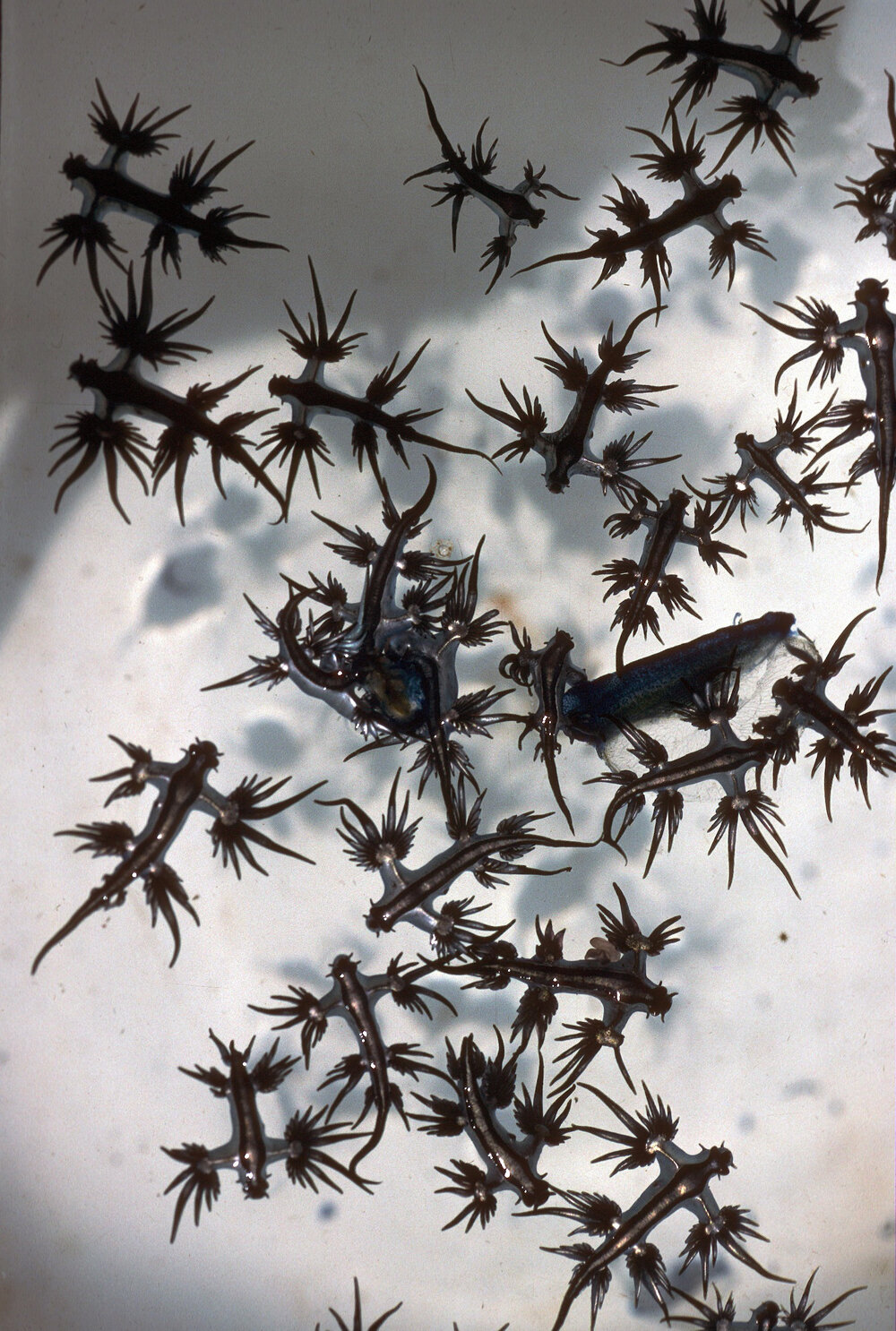 Glaucus