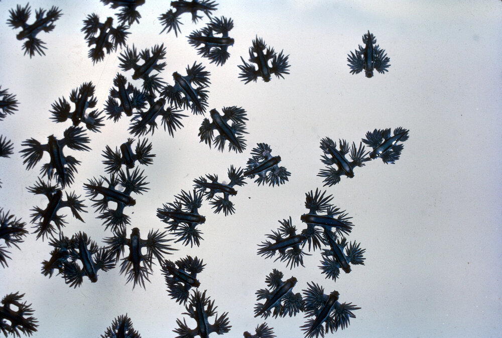 Glaucilla marginata, 1964