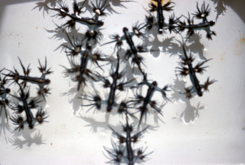 Glaucus atlanticus, Cronulla, 1962