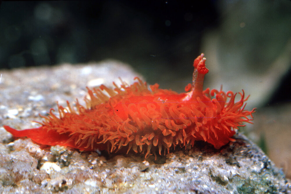 Madrella sanguinea, Watsons Bay