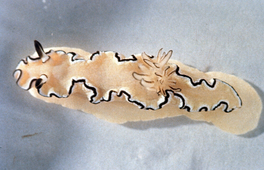 Glossodoris atromarginata