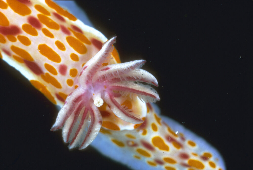 Chromodoris showing naked gills up close, 1965