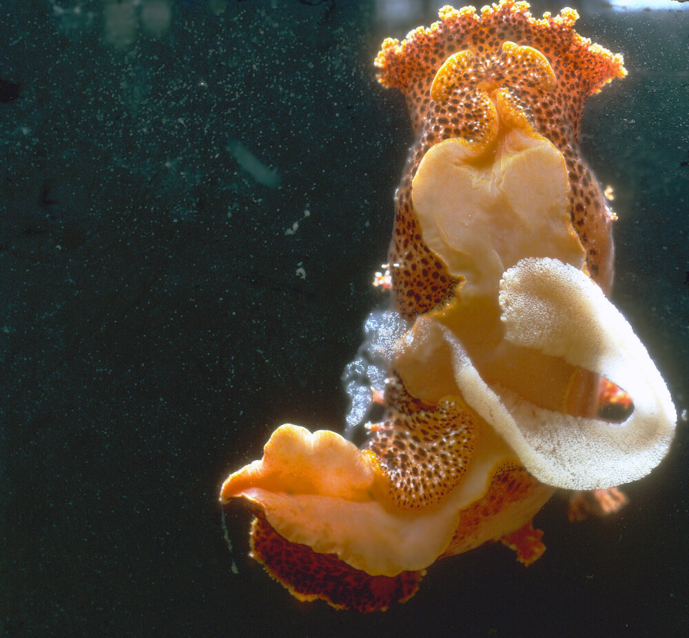 Plocamopherus imperialis, 1965