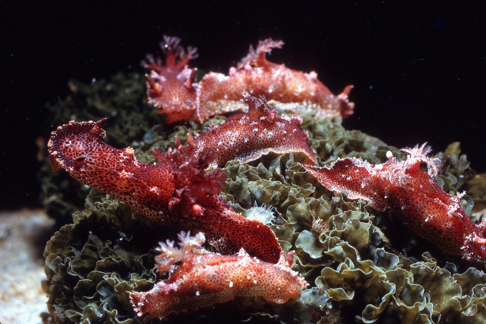Plocamopherus imperialis, Watsons Bay, 1965