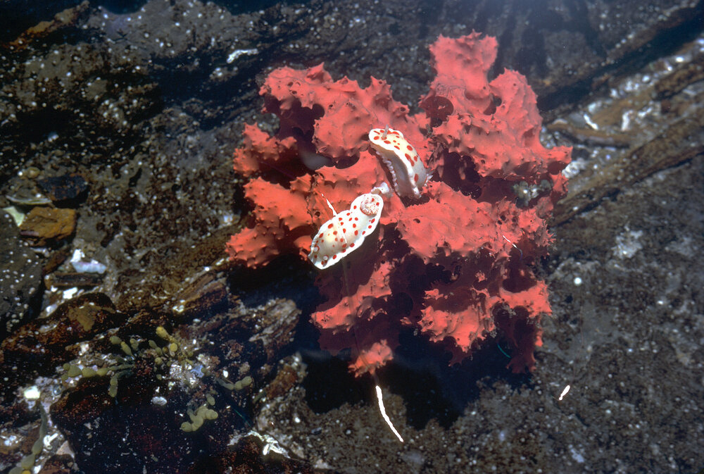 Chromodoris splendida, Jervis Bay, 1973