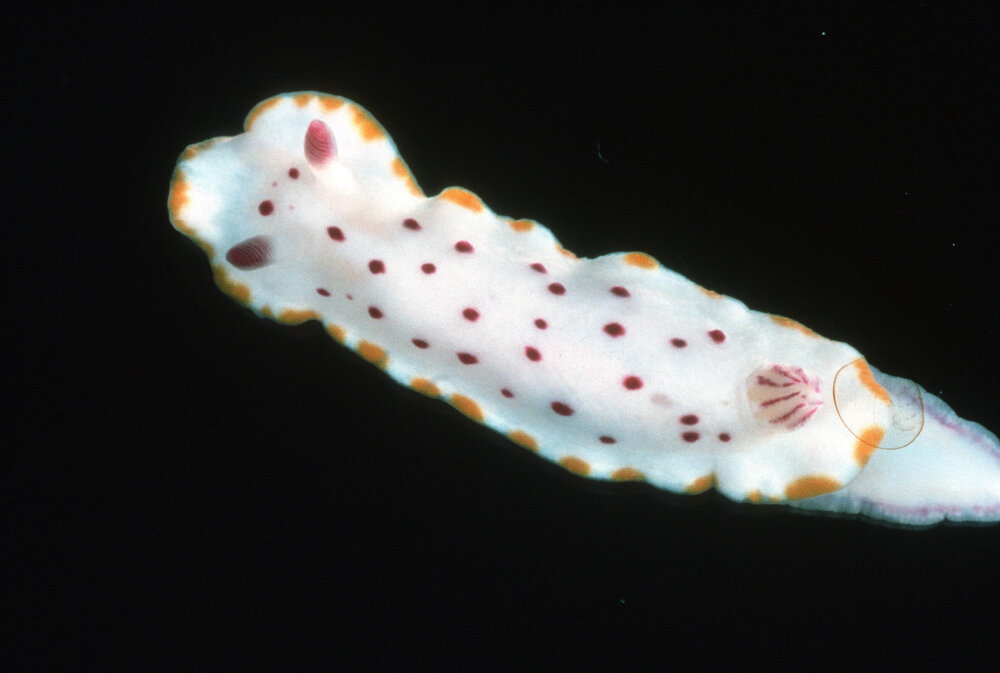 Chromodoris splendida