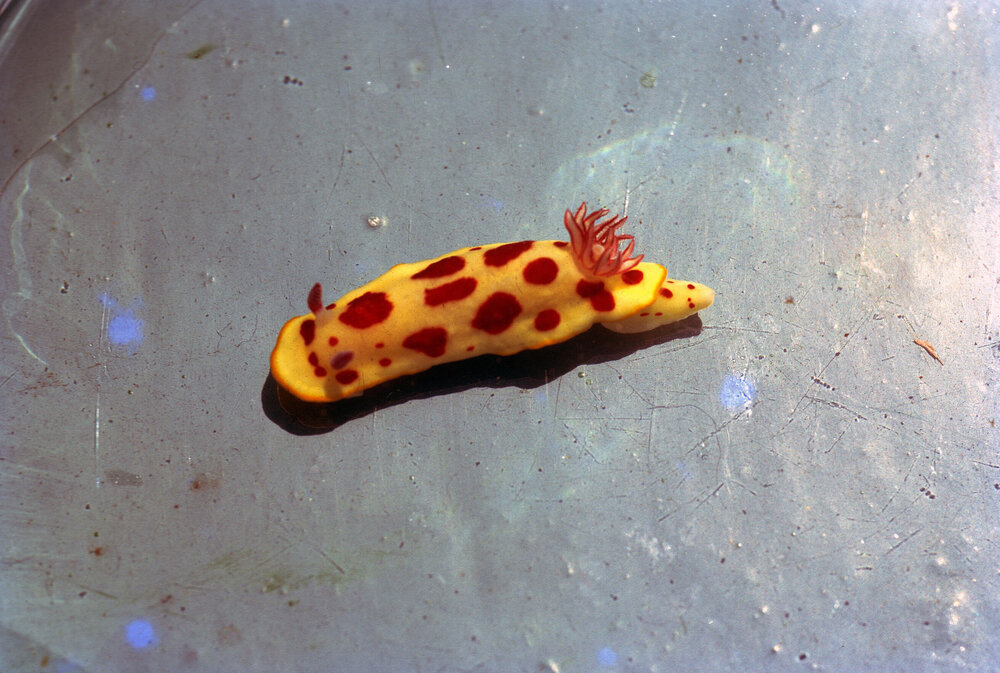 Chromodoris splendida, Jervis Bay, 1973