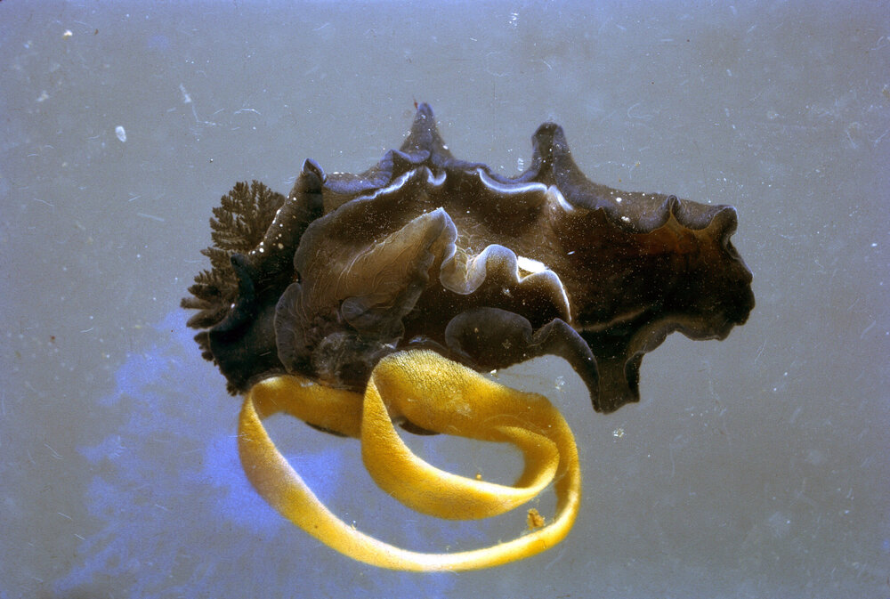 Dendrodoris nigra with Egg Ribbon