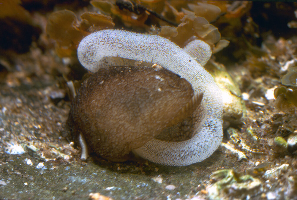 Pleurobranchus species with Egg Mass