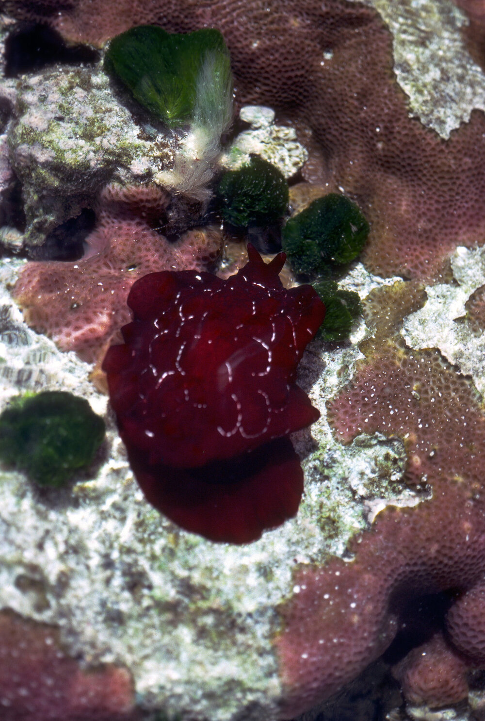 Pleurobranchus, Heron Island, 1981