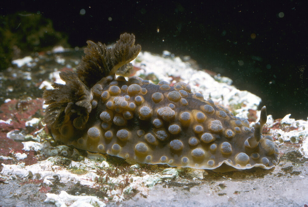 Dendrodoris denisoni, Watsons Bay