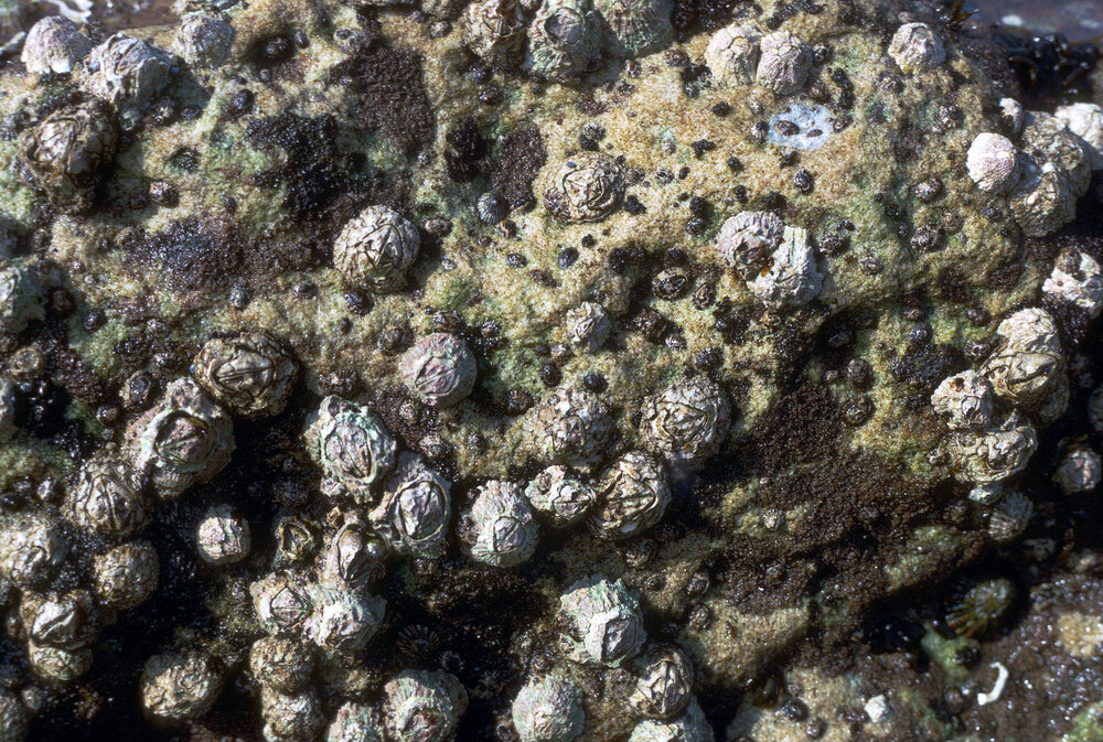 Barnacles and Juvenile Limpets, Cape Banks, 1969