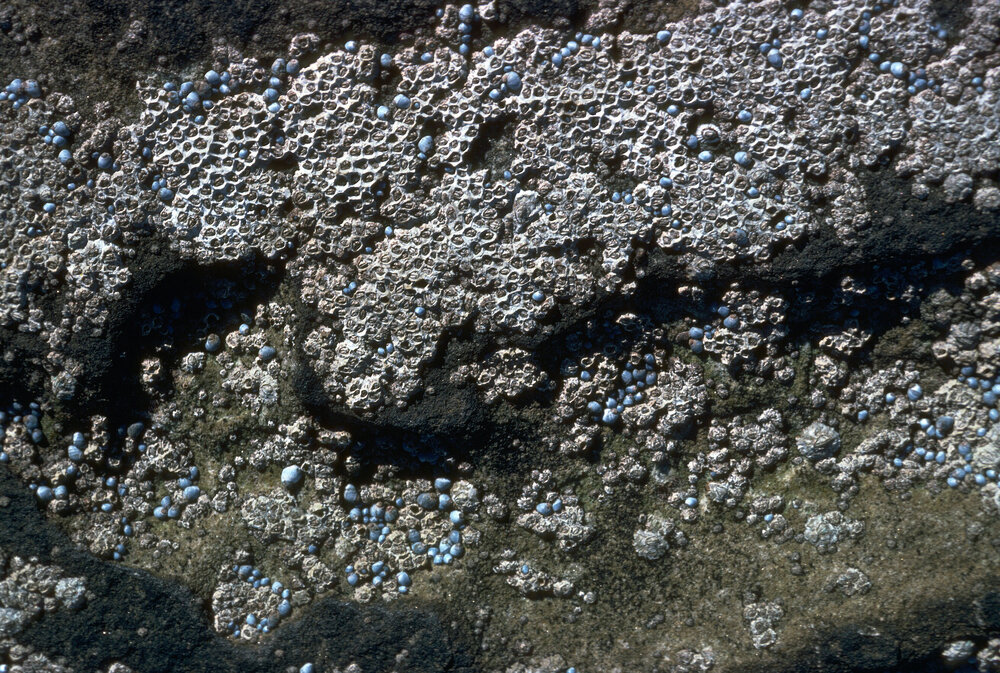 Chamaesipho tasmanica, Freshwater, 1979