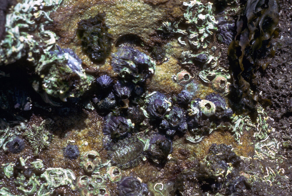 Austrobalanus imperator, Watsons Bay, 1986