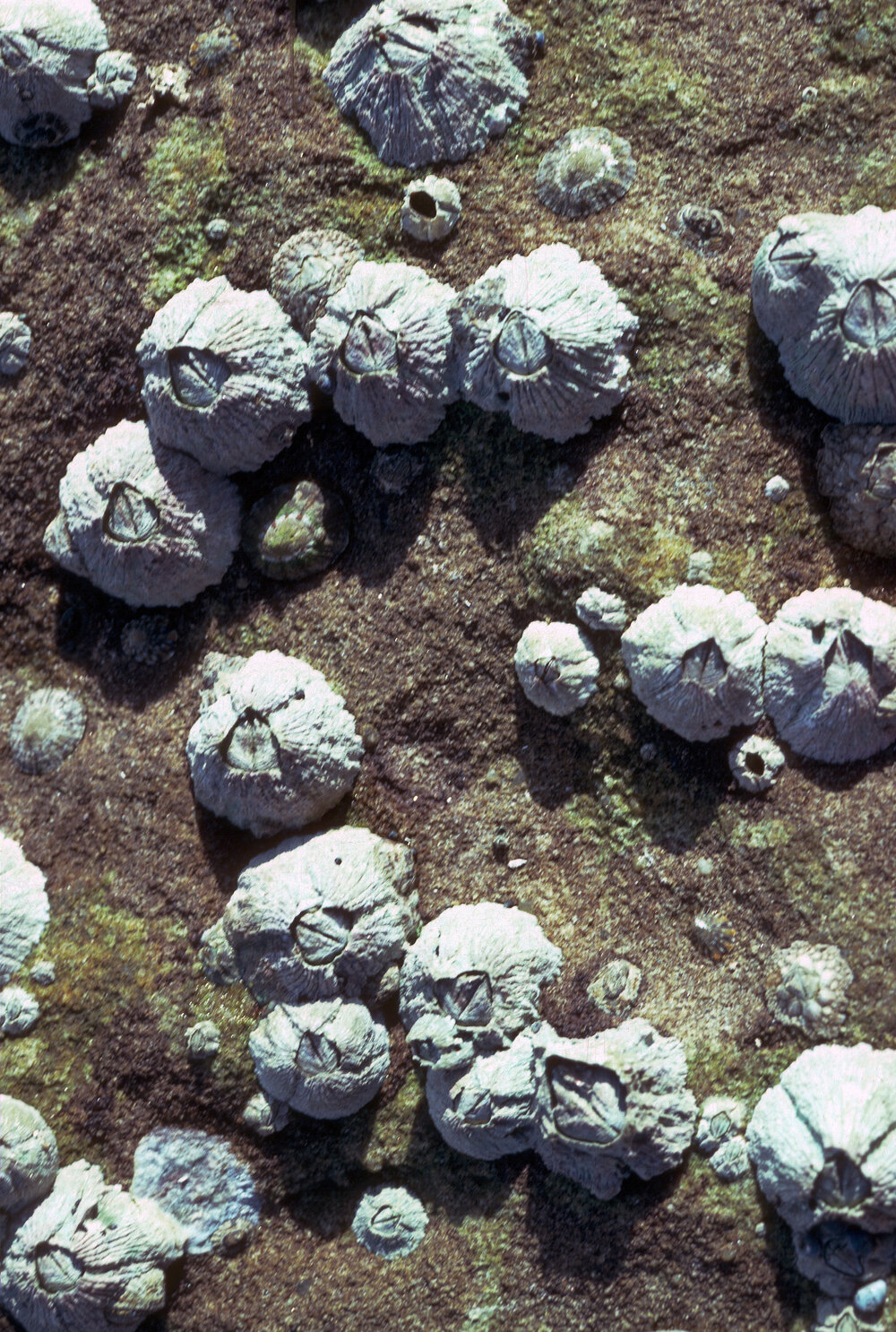 Tesseropora rosea, Mosman, 1986