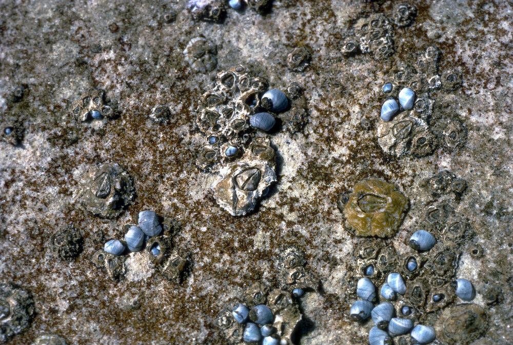 Chthamalus and Melarhaphe, Freshwater