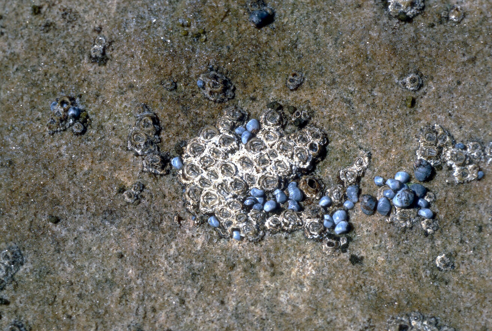 Chthamalus and Melarhaphe, Freshwater, 1971