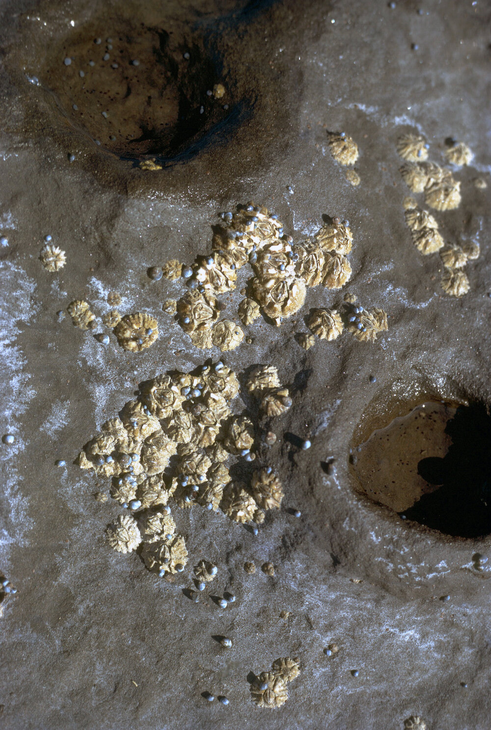 Chthamalus antennatus, Jervis Bay, 1974
