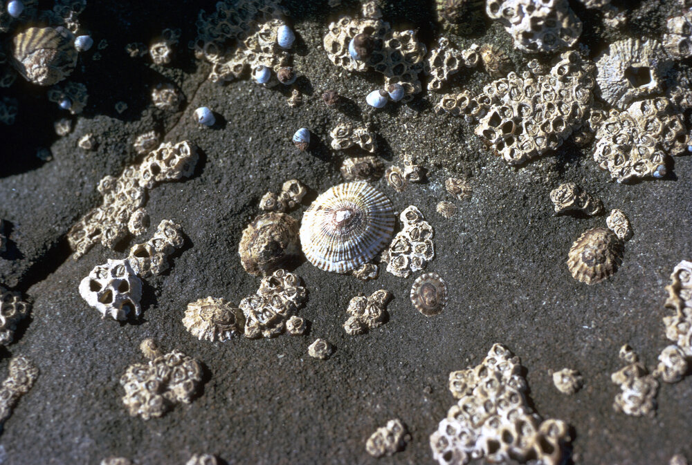 Siphonaria virgulata and Chthamalus antennatus, Gerroa