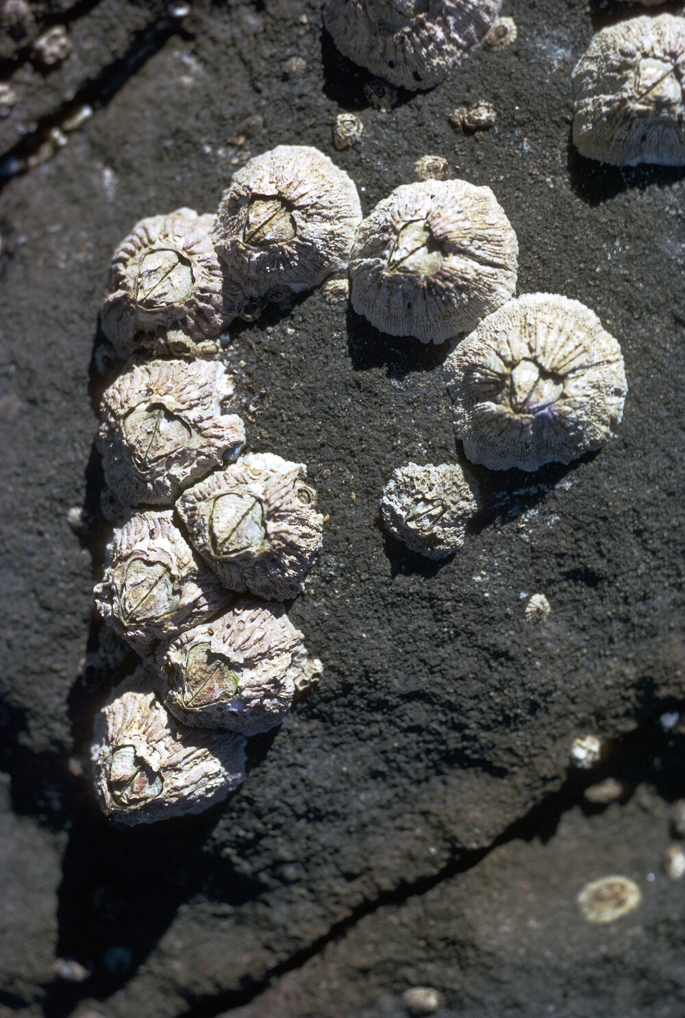 Tesseropora rosea, Gerroa, 1973