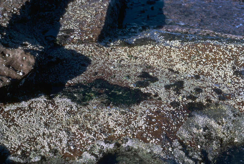 Tesseropora rosea, Warrah, 1973