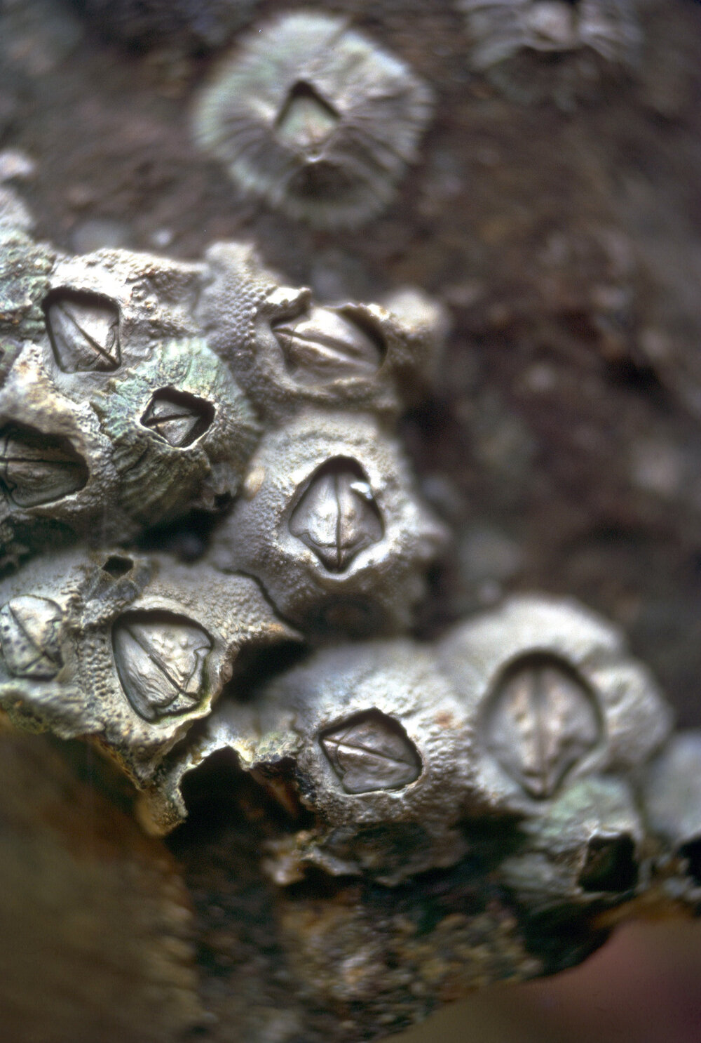 Tetraclitella purpurascens, Jervis Bay, 1974