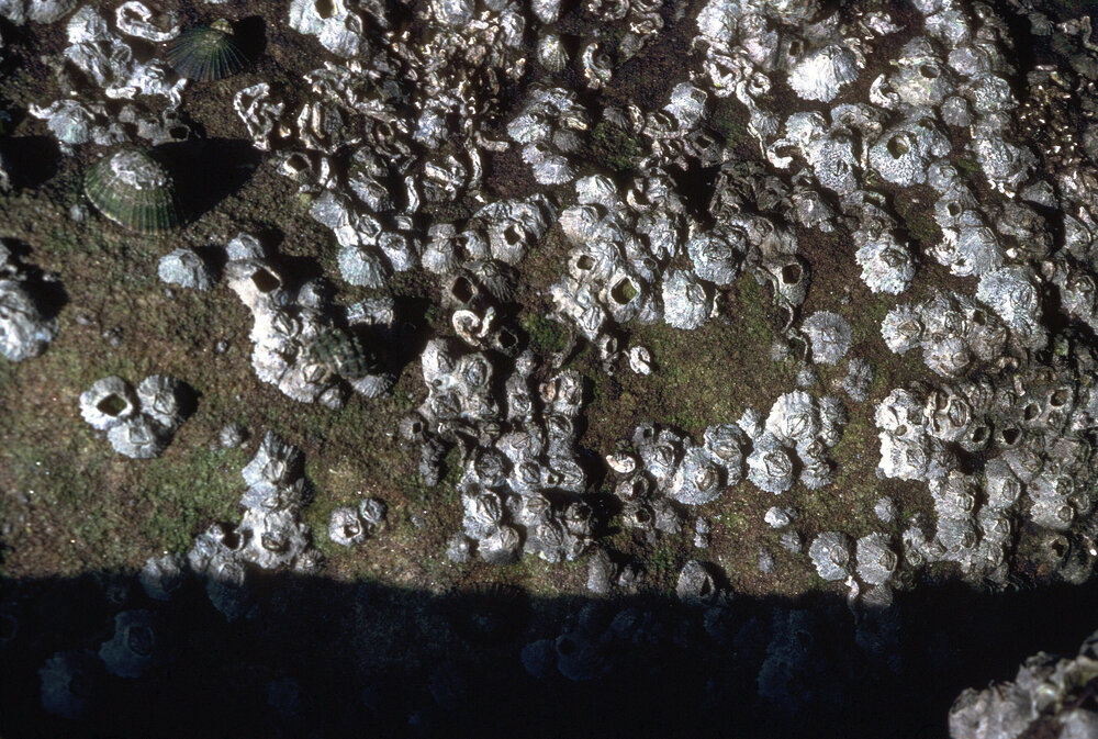 Tetraclitella purpurascens, Freshwater, 1986